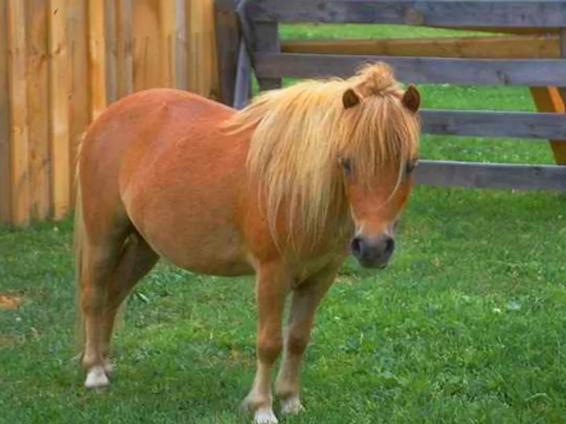 Brisa Alta - Poni en adopción en Gijón, Asturias