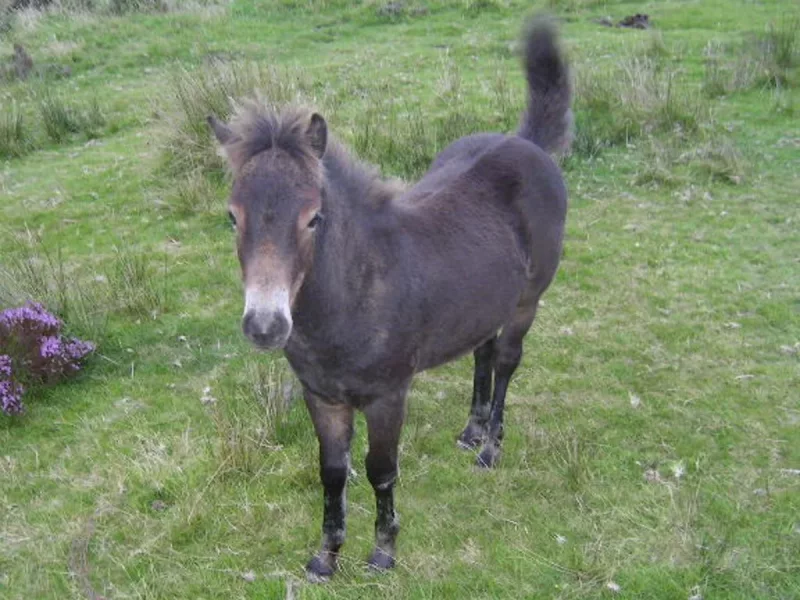Luna - Poni en adopción en Gijón, Asturias