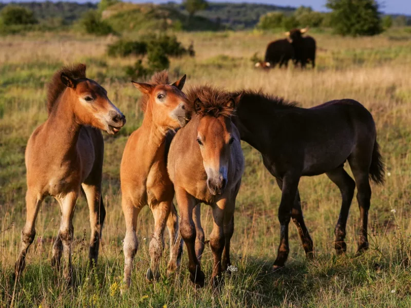 Foto 2 de Luna - Poni