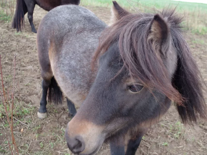 Foto 3 de Luna - Poni