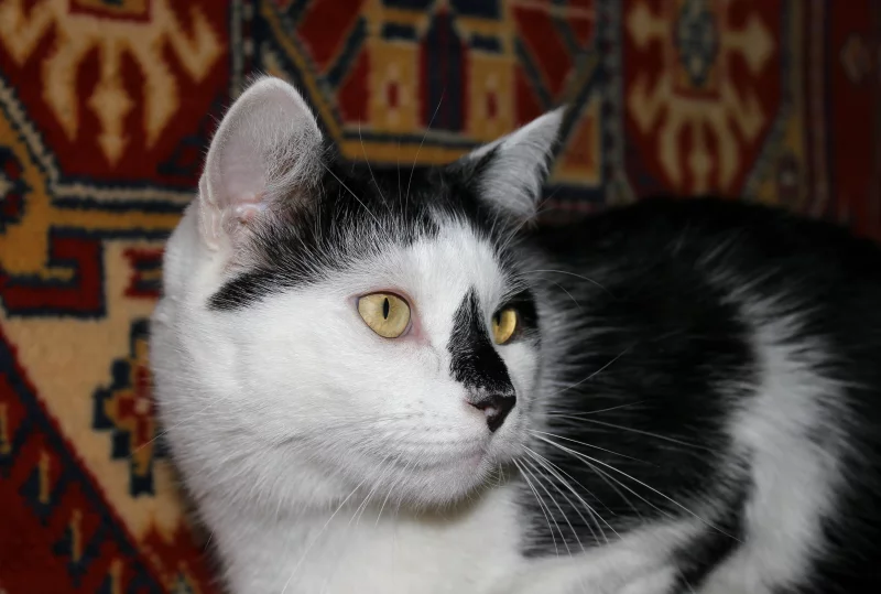 Foto 2 de Coco - Mestizo (Gato Común)