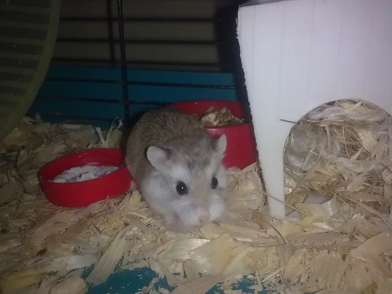 Pipo - Hámster mayor de Roborovski en adopción en Gijón, Asturias