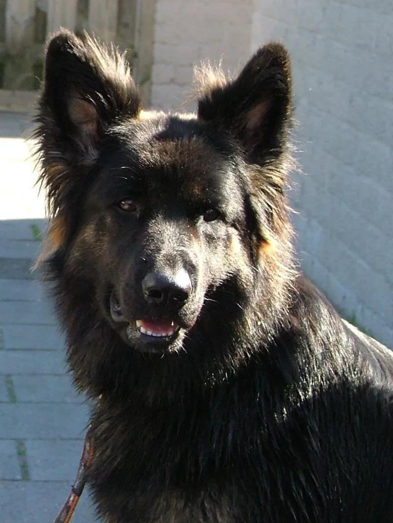 Kira - Perra Pastora Alemana en adopción en Gijón, Asturias