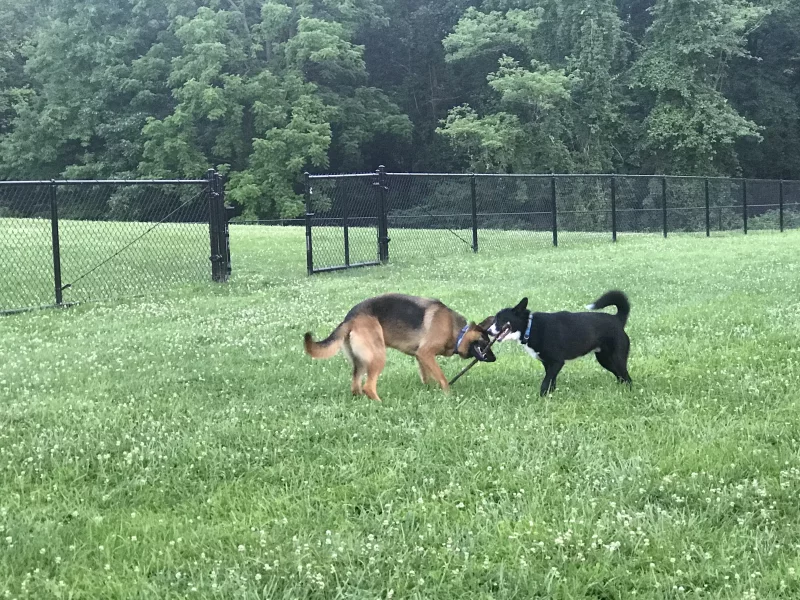 Foto 3 de Kira - Pastora Alemana