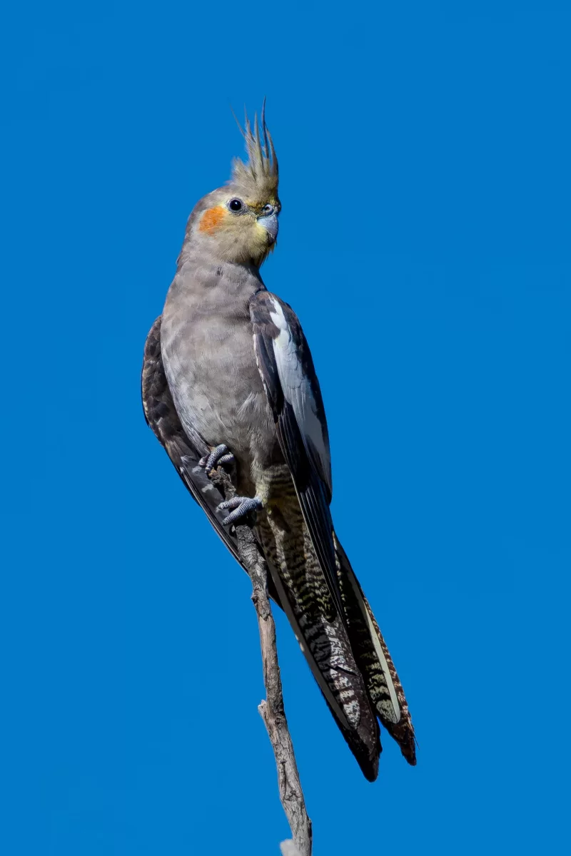 Vera - Ninfa joven en adopción en Gijón, Asturias