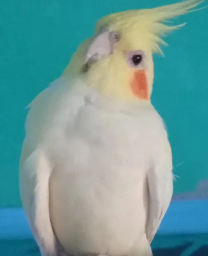 Foto 2 de Vera - Ninfa