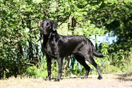 Foto 3 de Maya - Labrador Retriever