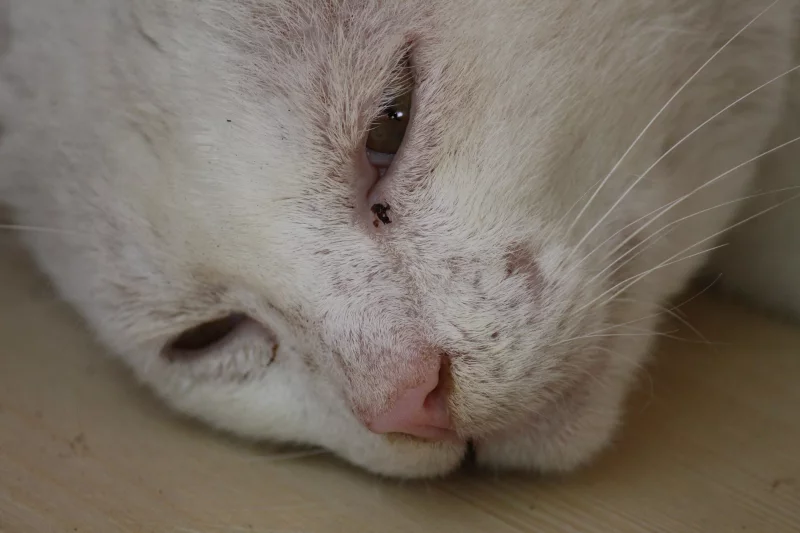 Leo - Gato Mestizo (Gato Común) en adopción en Gijón, Asturias