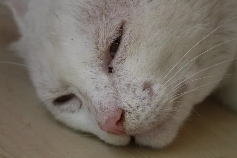 Foto 2 de Leo - Mestizo (Gato Común)