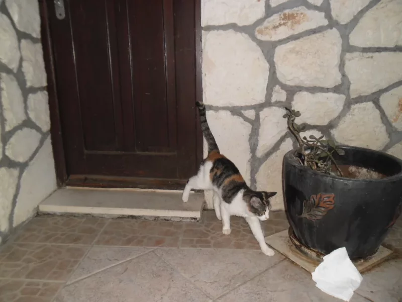 Foto 3 de Leo - Mestizo (Gato Común)