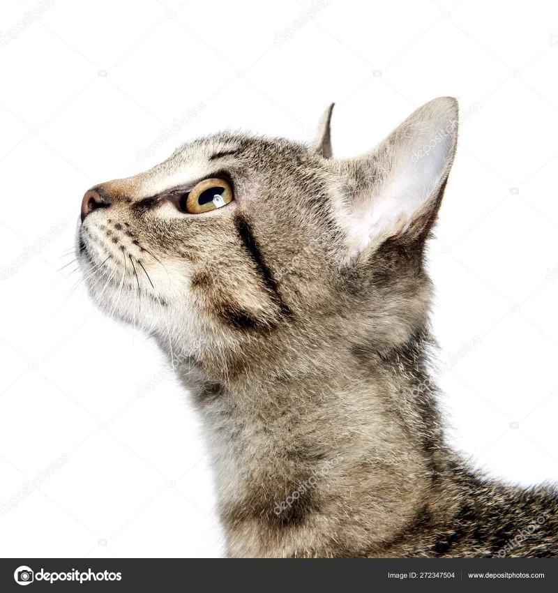 Moka Patio - Gato Mestizo (Gato Común) en adopción en Majadahonda, Madrid