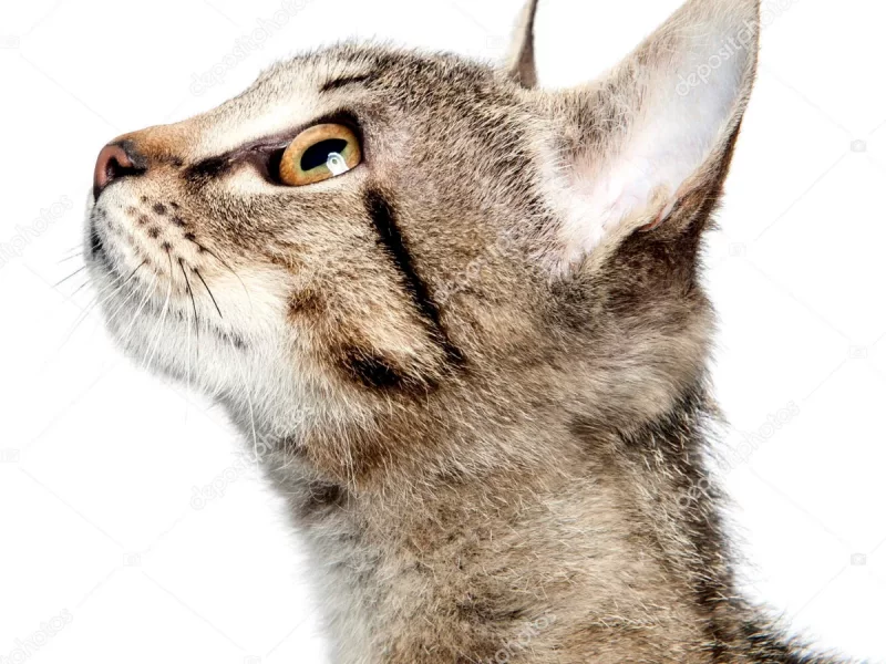 Foto 2 de Moka Patio - Mestizo (Gato Común)