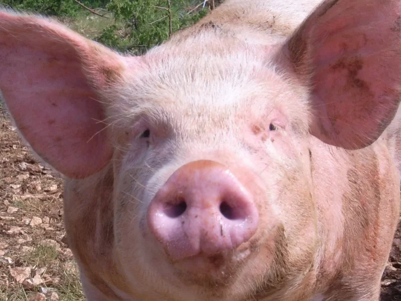 Roco - Cerdo en adopción en Dos Hermanas, Sevilla