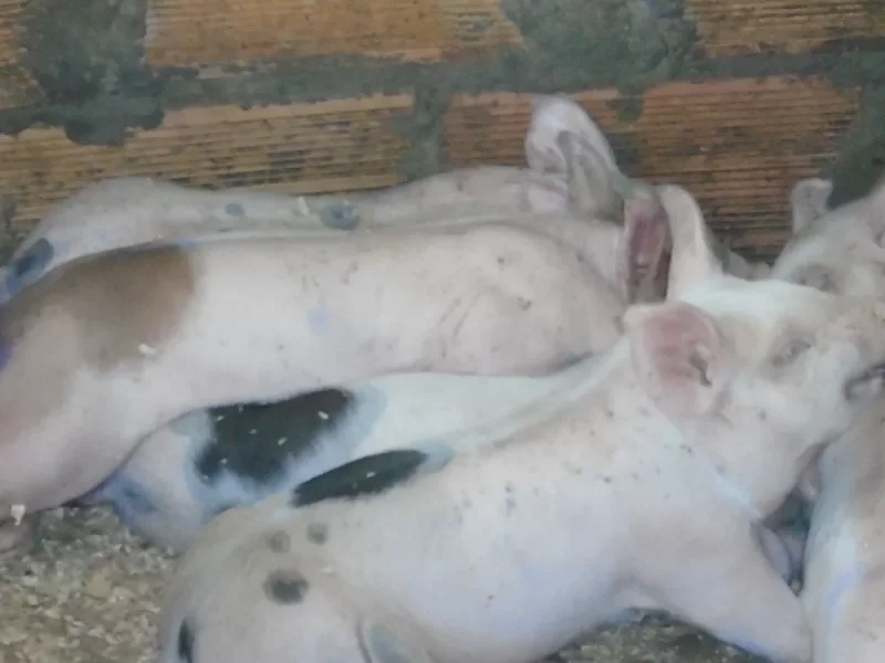 Foto 2 de Roco - Cerdo