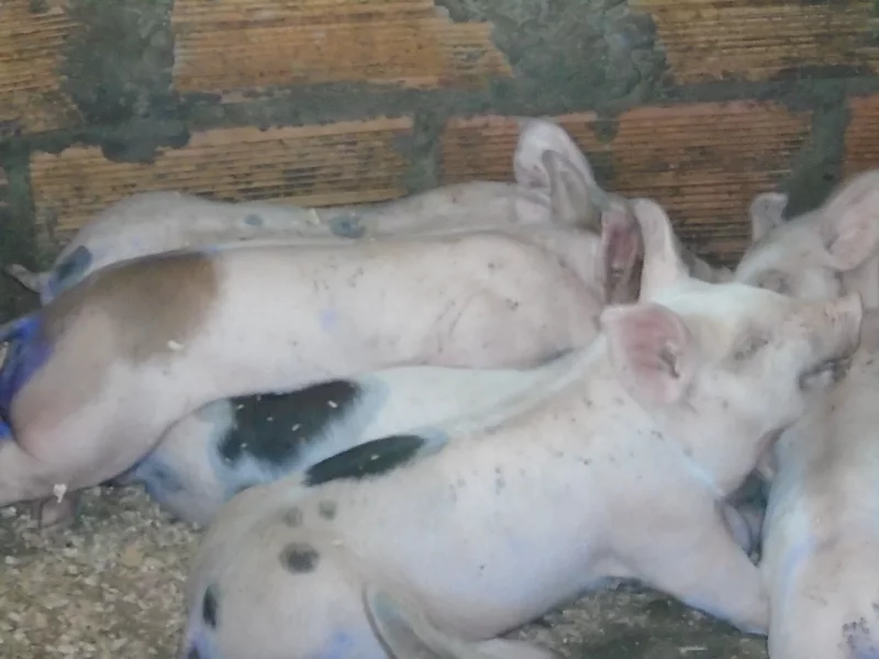 Foto 3 de Roco - Cerdo