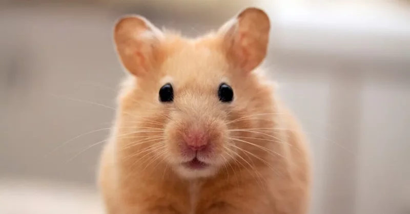 Milo Copo - Hámster mayor de Roborovski en adopción en San Javier, Murcia