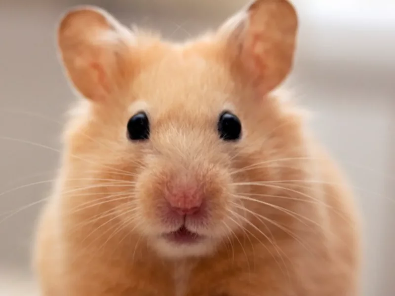 Foto 2 de Milo Copo - Hámster de Roborovski