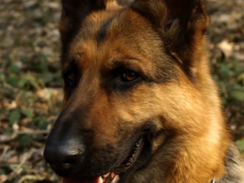 Gala Río - Perra Pastora Alemana en adopción en Moguer, Huelva