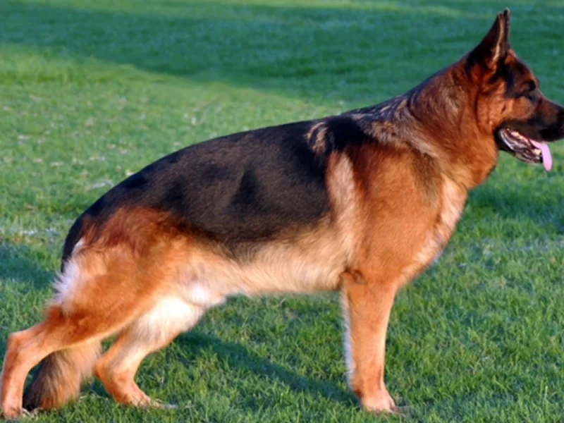 Foto 2 de Gala Río - Pastora Alemana