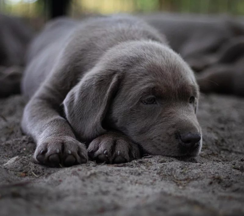 Perla - Perra Labrador Retriever en adopción en Getafe, Madrid