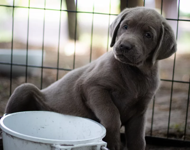 Foto 2 de Perla - Labrador Retriever