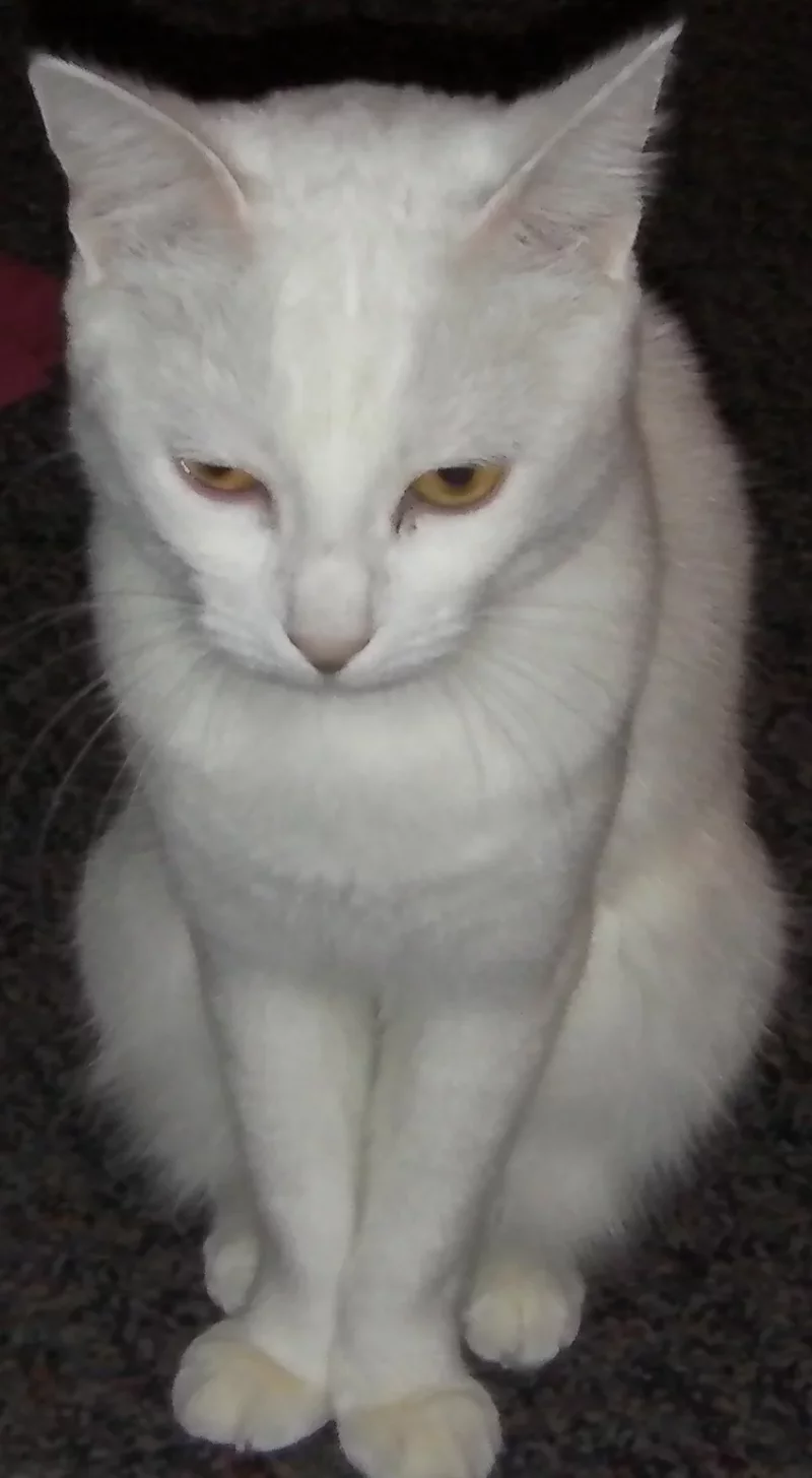 Foto 2 de Mishi - Mestizo (Gato Común)