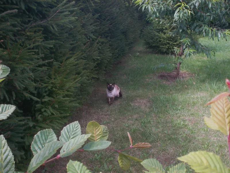 Bella - Gata Siamesa en adopción en Vigo, Pontevedra