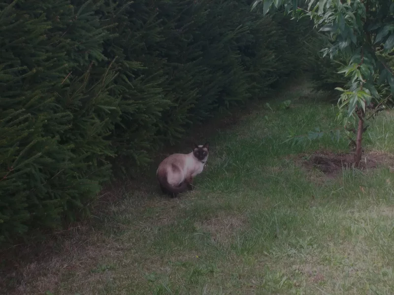 Foto 2 de Bella - Siamesa