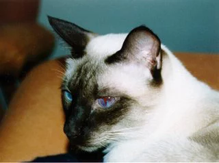 Foto 3 de Bella - Siamesa