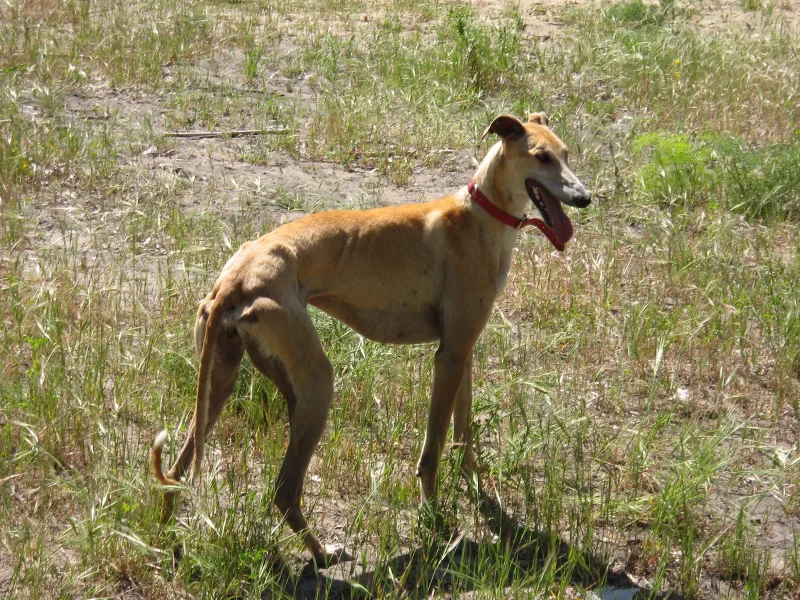 Max - Perro Galgo Español en adopción en Vigo, Pontevedra