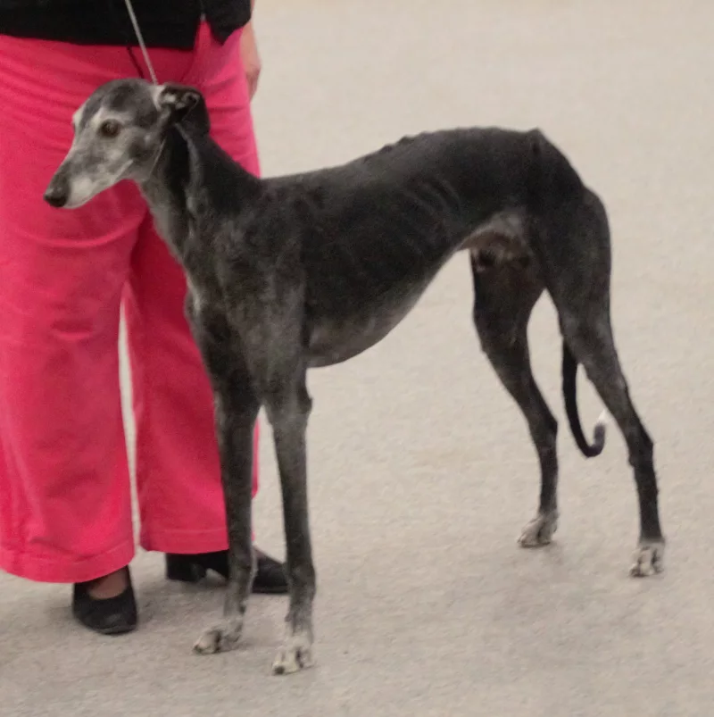 Foto 3 de Max - Galgo Español