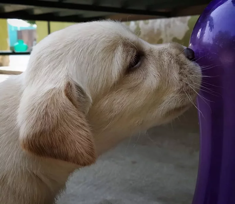 Gala - Perra Labrador Retriever en adopción en Bilbao, Bizkaia
