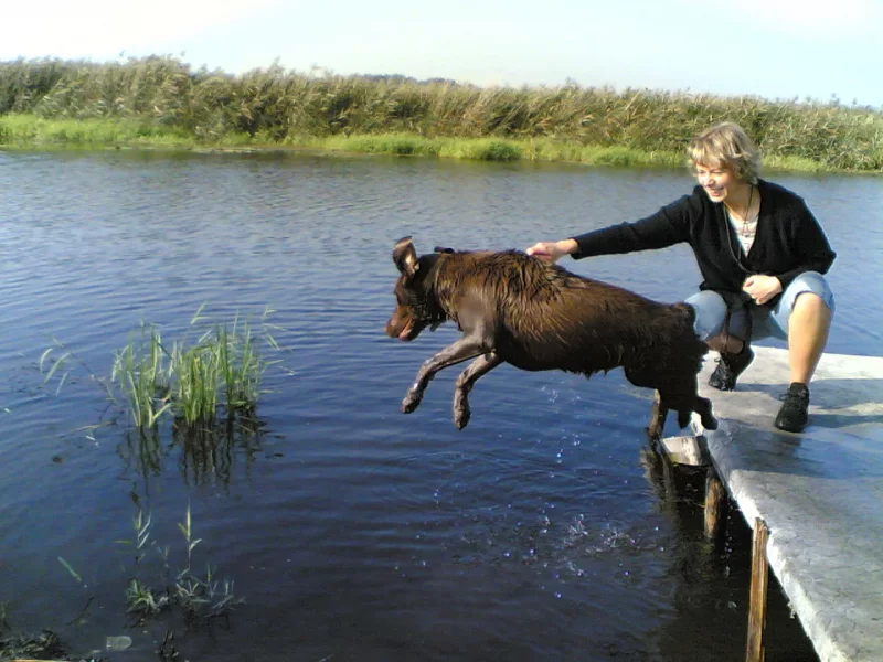 Foto 2 de Gala - Labrador Retriever