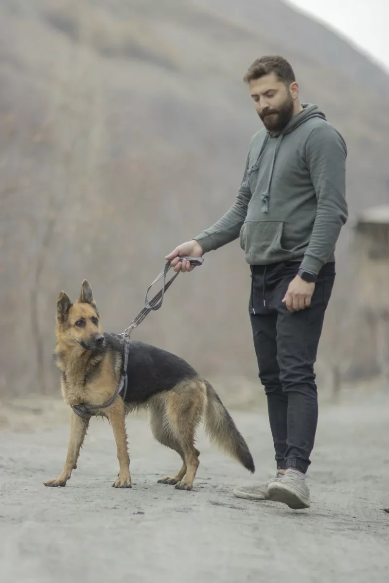 Foto 3 de Dana - Pastora Alemana