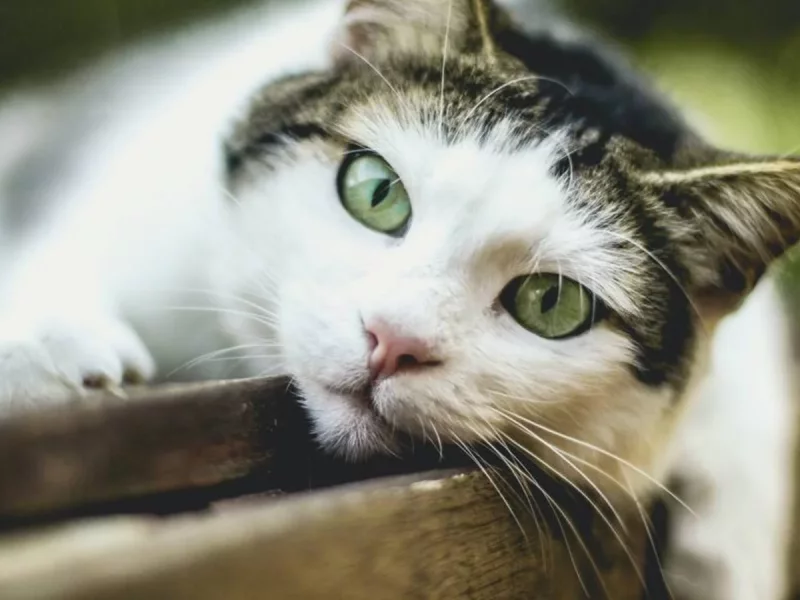 Bruma Sierra - Gata Común Europeo en adopción conjunta en Boadilla del Monte, Madrid