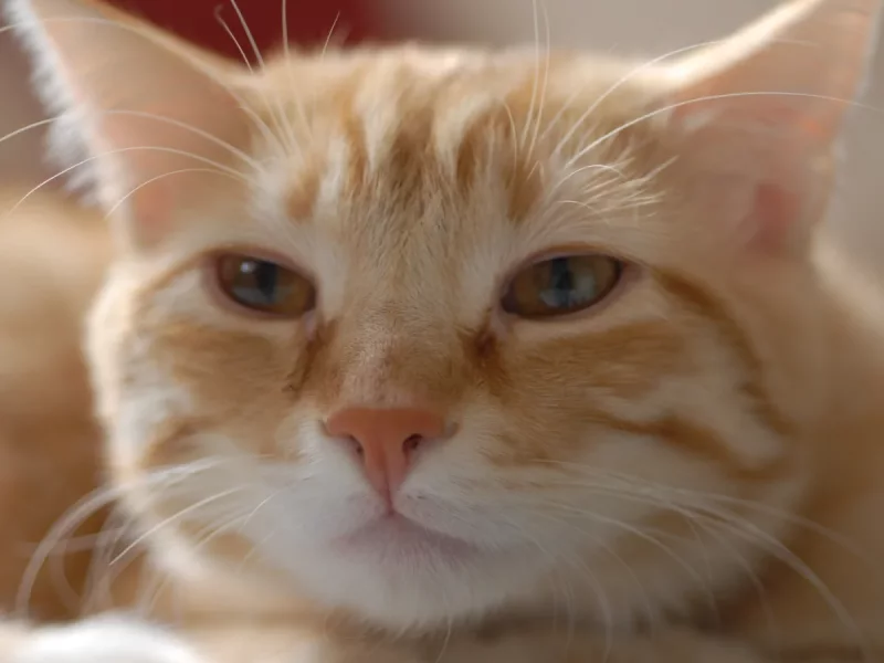 Mia - Gata Común Europeo en adopción en Boadilla del Monte, Madrid