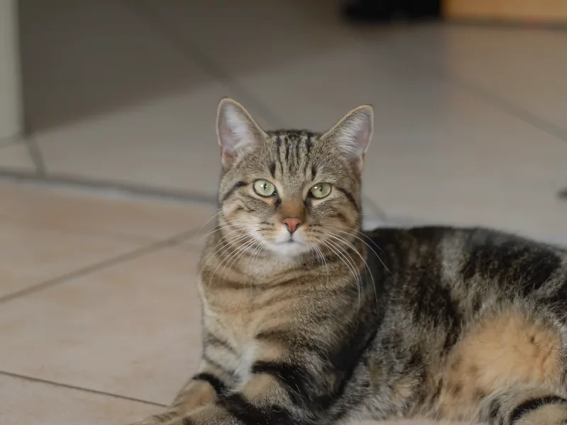 Foto 2 de Mia - Común Europeo