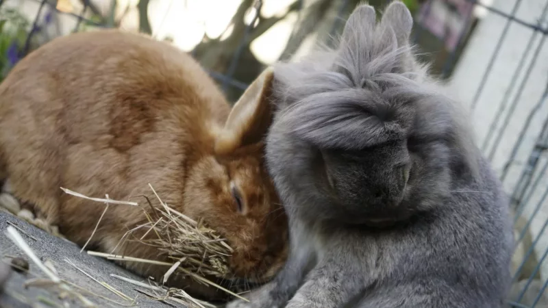 Teo - Conejo joven Cabeza de León en adopción en Boadilla del Monte, Madrid
