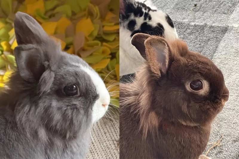 Foto 2 de Teo - Cabeza de León