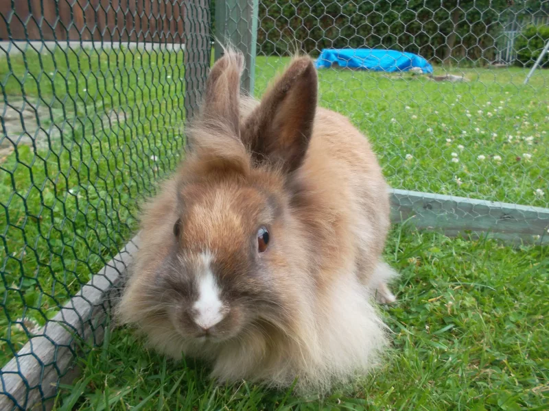 Foto 3 de Teo - Cabeza de León