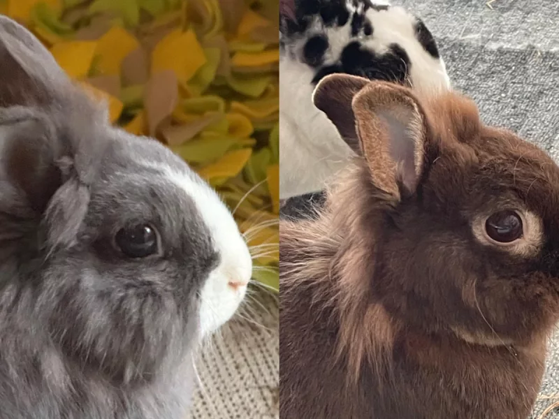 Teo - Conejo joven Cabeza de León en adopción en Lepe, Huelva