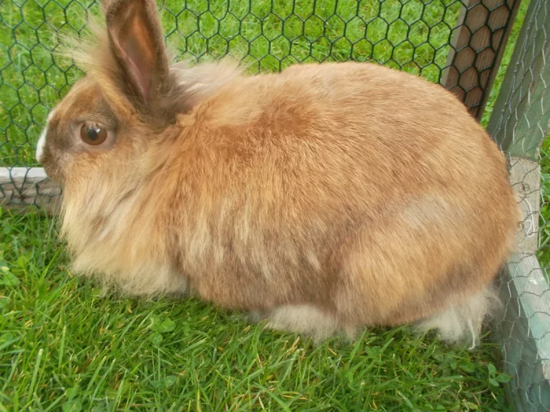 Foto 2 de Teo - Cabeza de León