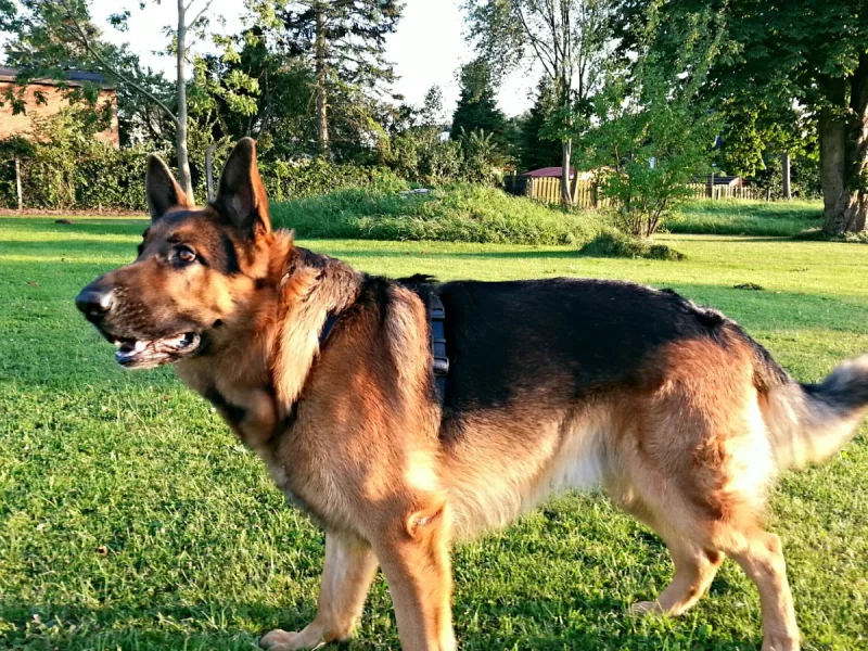 Dana - Perra Pastora Alemana en adopción en Sabadell, Barcelona