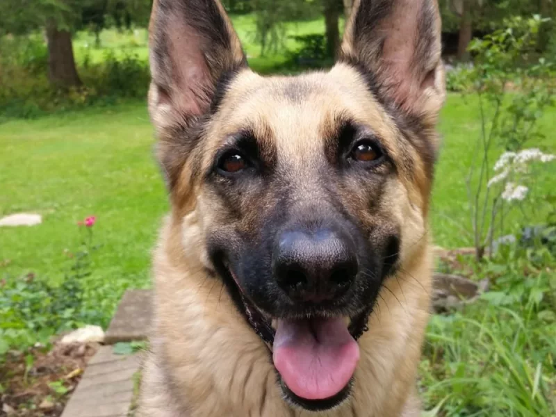 Foto 2 de Dana - Pastora Alemana