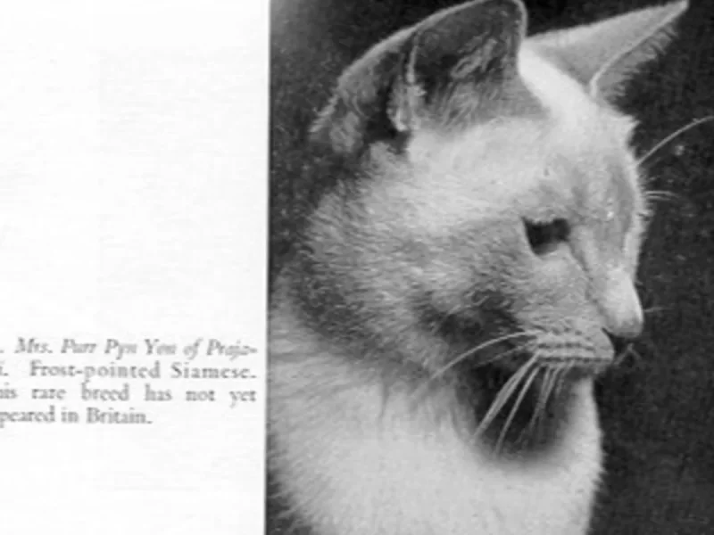 Foto 2 de Fito - Siamés