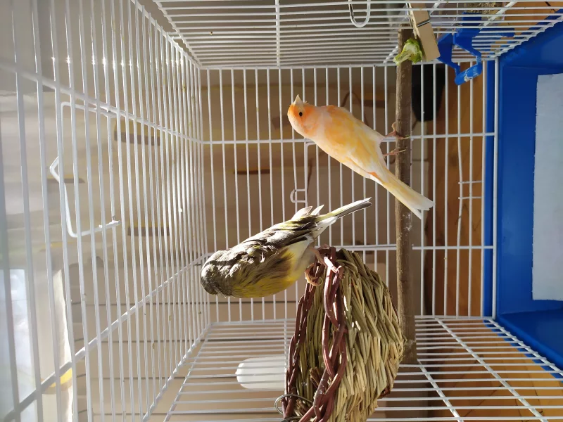 Kiko - Canario en adopción en Burjassot, Valencia