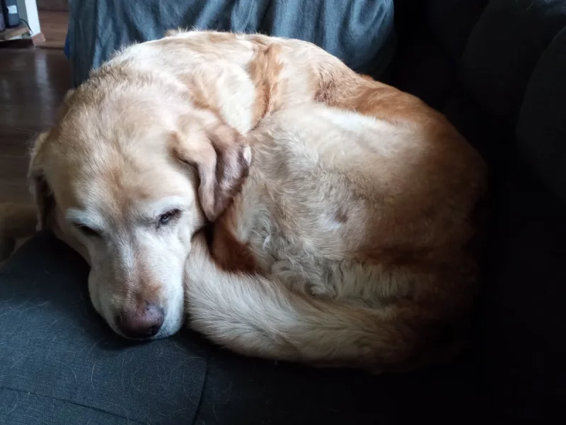 Nala - Perra Labrador Retriever en adopción en Burjassot, Valencia