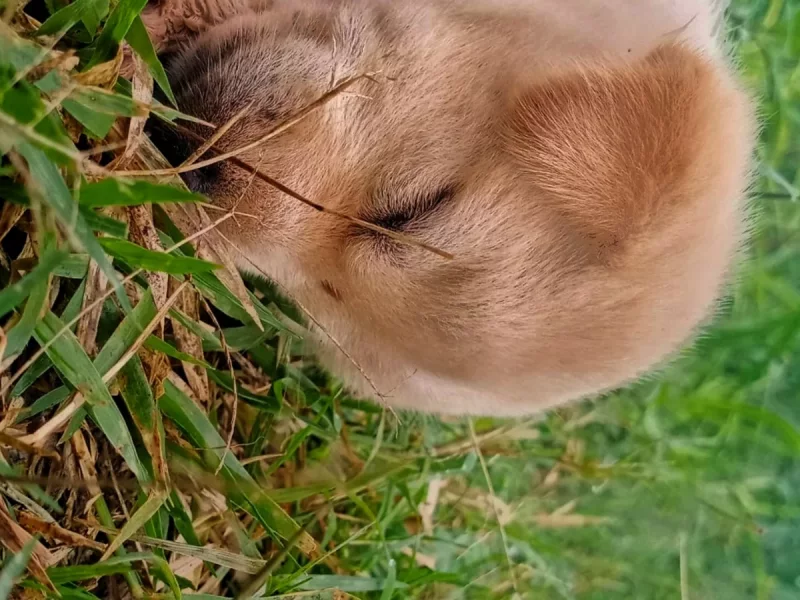 Foto 2 de Nala - Labrador Retriever