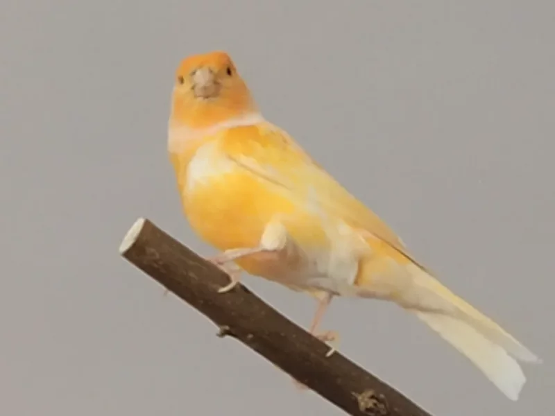 Kiko - Canario en adopción en Carmona, Sevilla