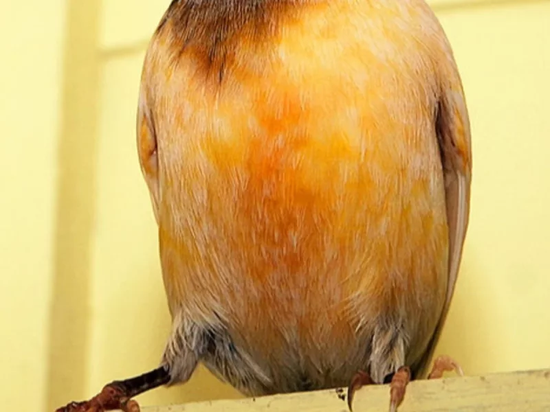 Foto 2 de Kiko - Canario